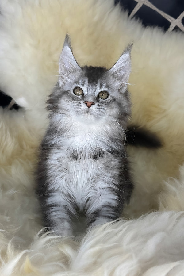 Mantra | Maine Coon Kitten