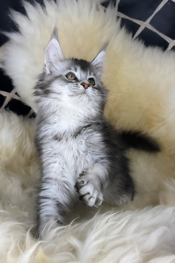 Mantra | Maine Coon Kitten