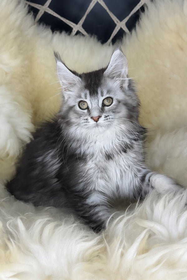Mantra | Maine Coon Kitten