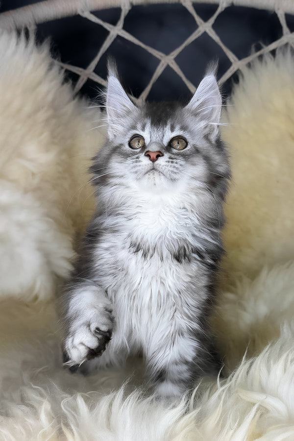 Mantra | Maine Coon Kitten