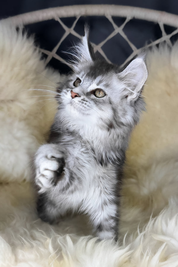Mantra | Maine Coon Kitten