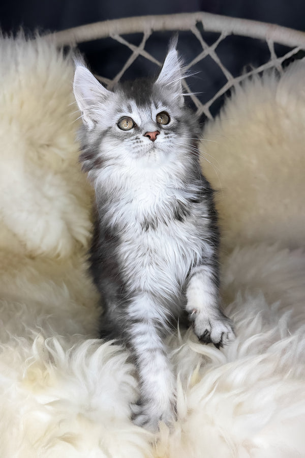 Mantra | Maine Coon Kitten