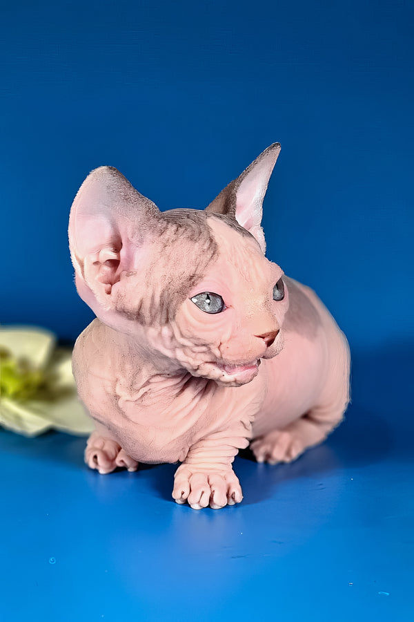 Marcus | Bambino Sphynx Kitten