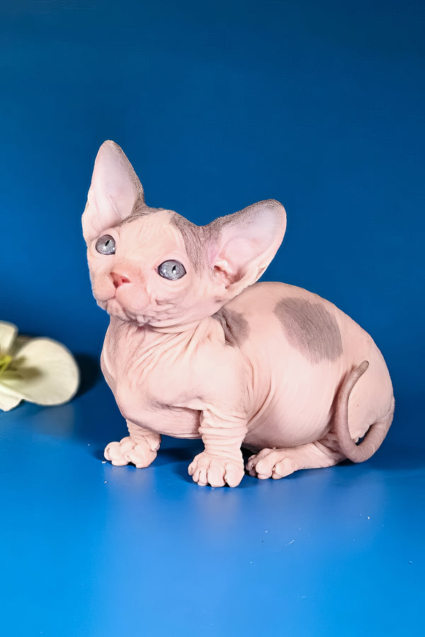 Marcus | Bambino Sphynx Kitten