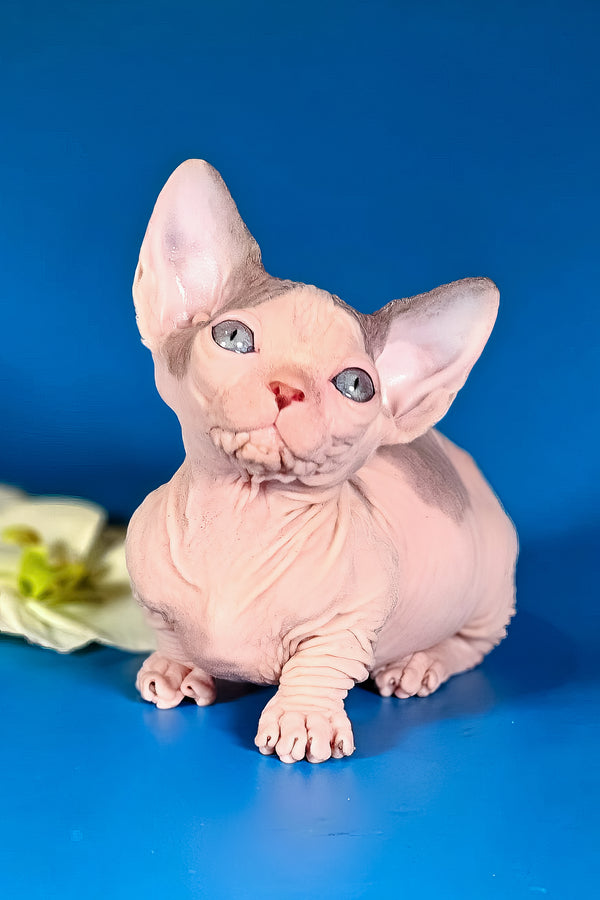 Marcus | Bambino Sphynx Kitten