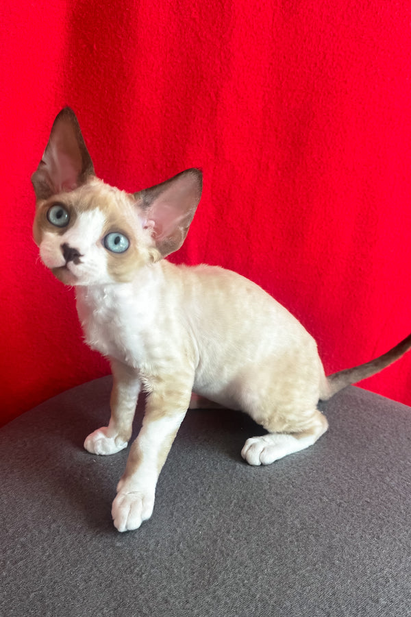 Mario | Devon Rex Kitten
