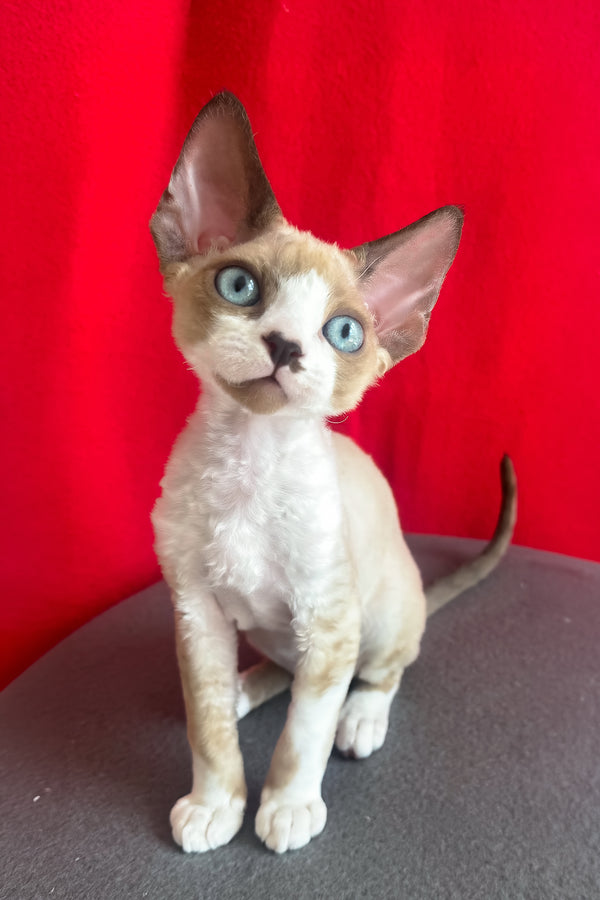 Mario | Devon Rex Kitten