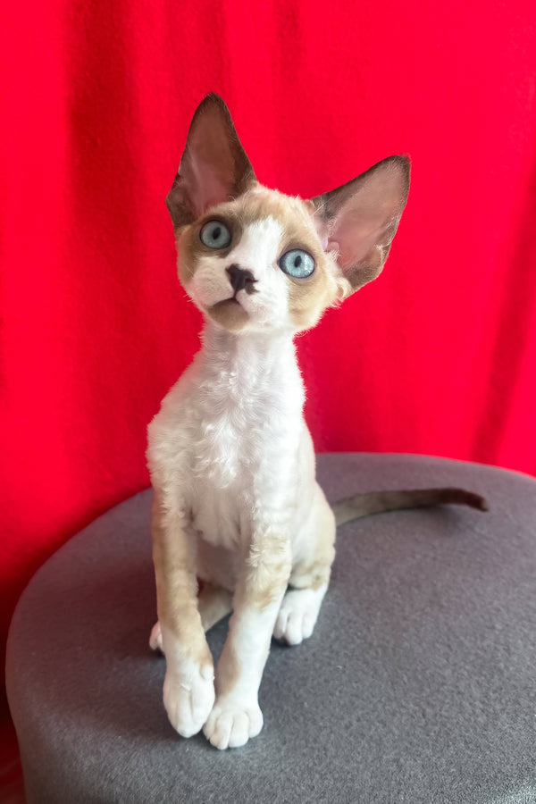 Mario | Devon Rex Kitten