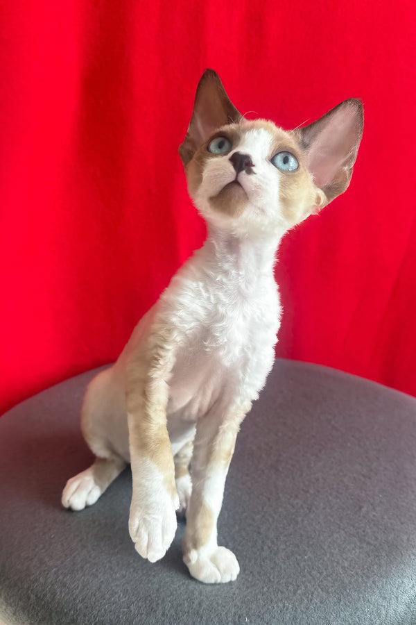 Mario | Devon Rex Kitten