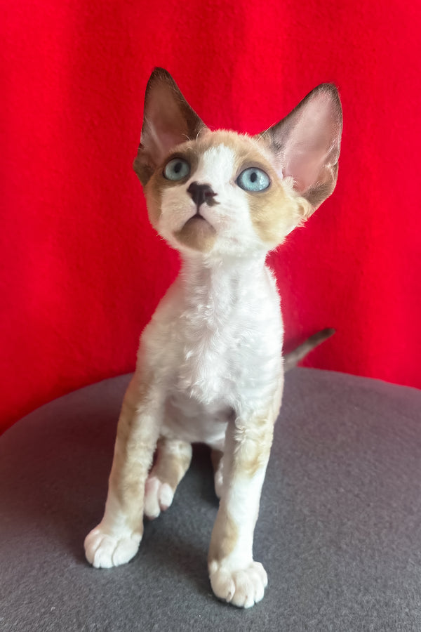 Mario | Devon Rex Kitten