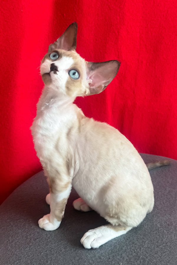 Mario | Devon Rex Kitten