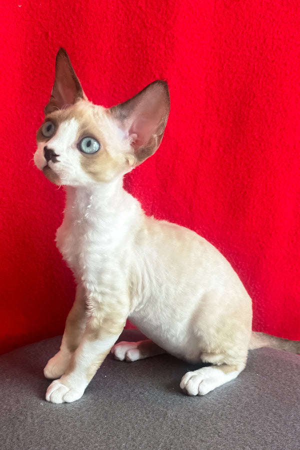 Mario | Devon Rex Kitten
