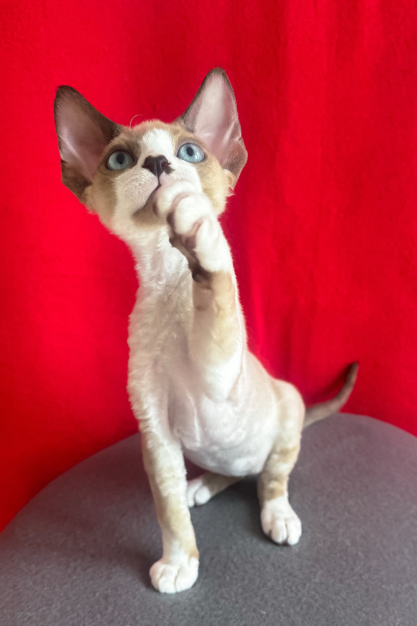 Mario | Devon Rex Kitten