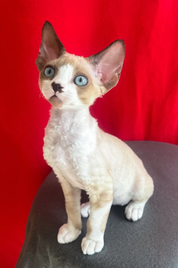 Mario | Devon Rex Kitten