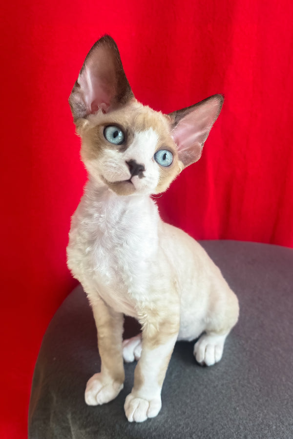 Mario | Devon Rex Kitten