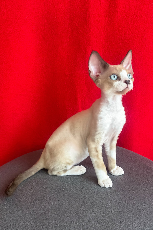 Mario | Devon Rex Kitten