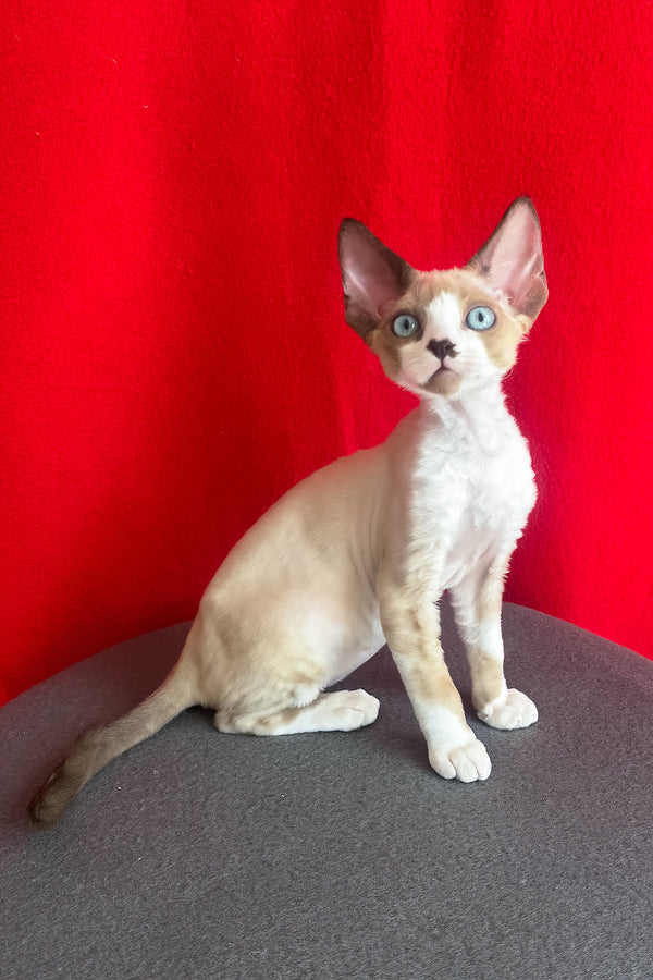 Mario | Devon Rex Kitten