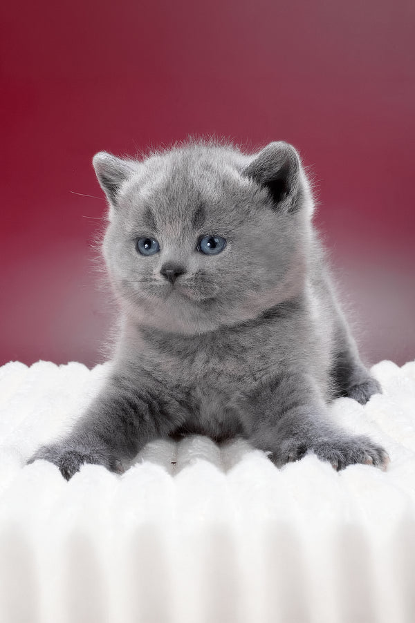 Max | British Shorthair Kitten