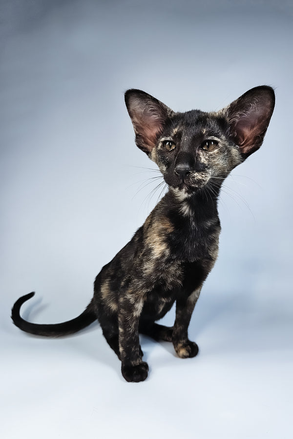 Melanka | Oriental Shorthair Kitten