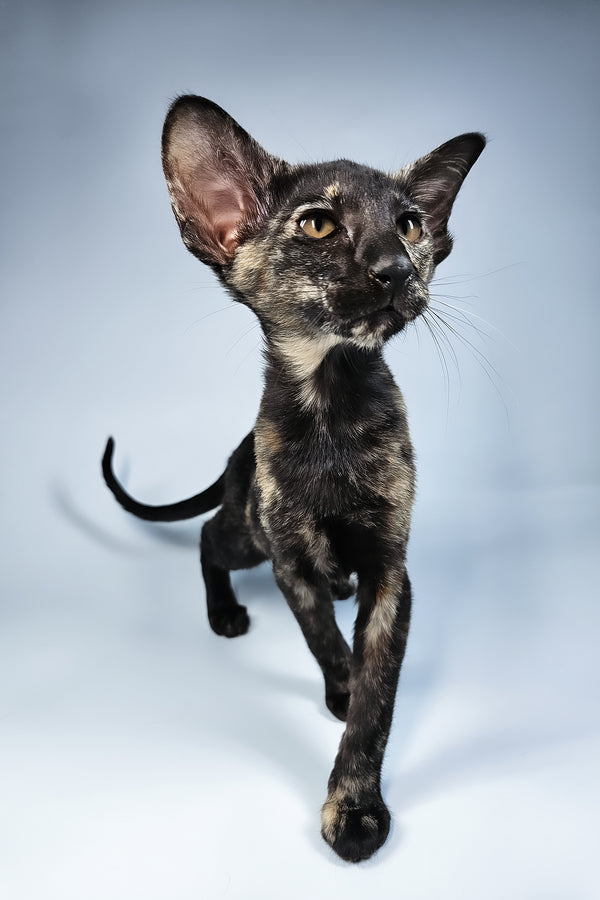 Melanka | Oriental Shorthair Kitten