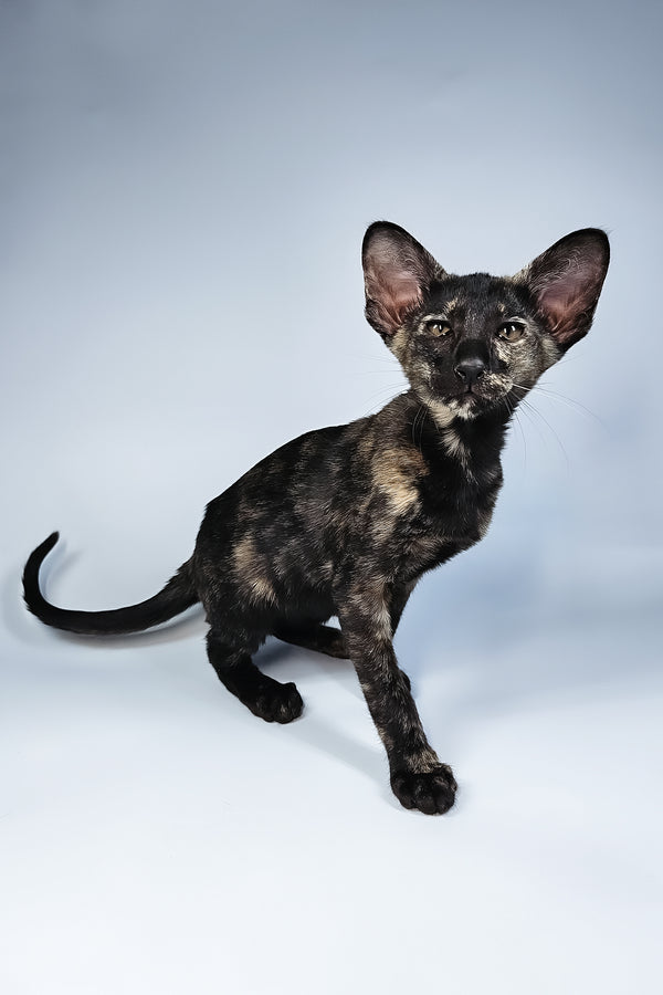 Melanka | Oriental Shorthair Kitten