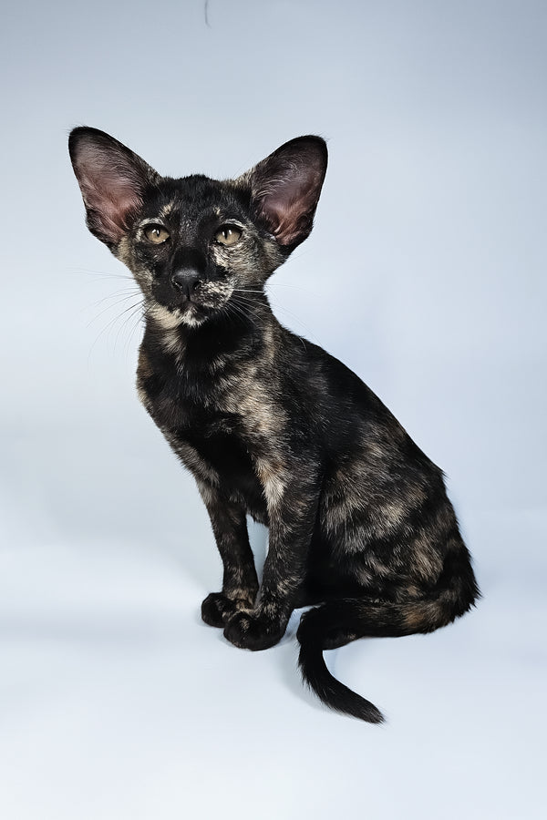 Melanka | Oriental Shorthair Kitten