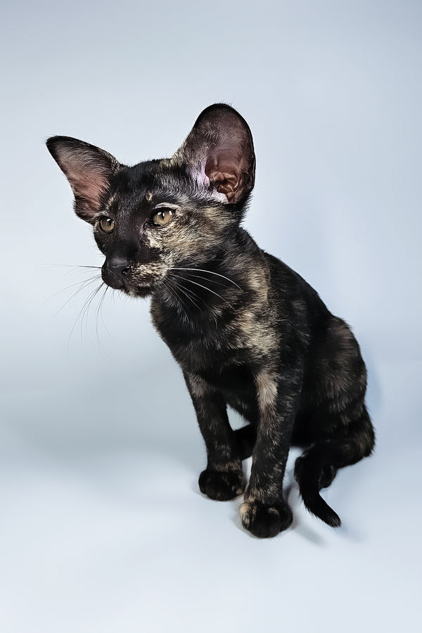 Melanka | Oriental Shorthair Kitten