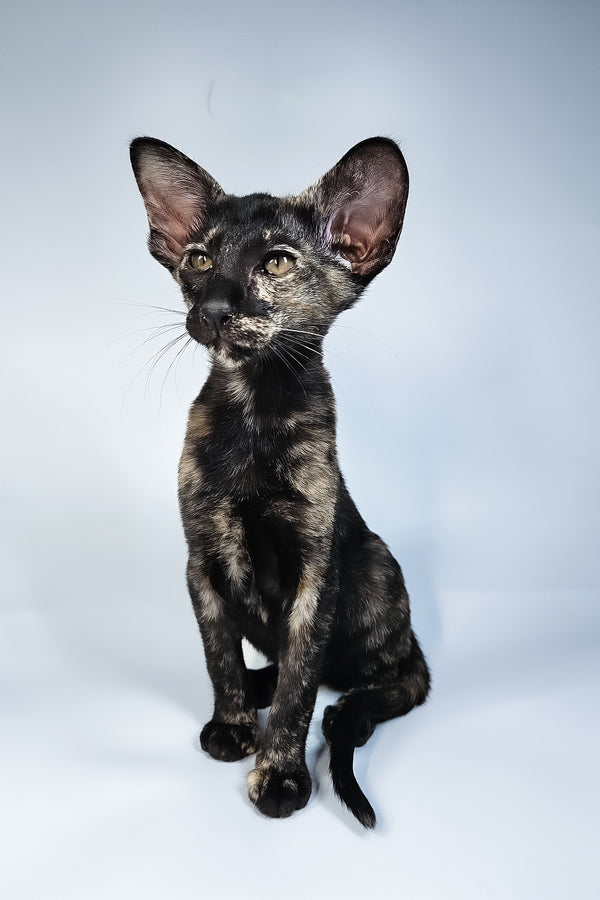 Melanka | Oriental Shorthair Kitten