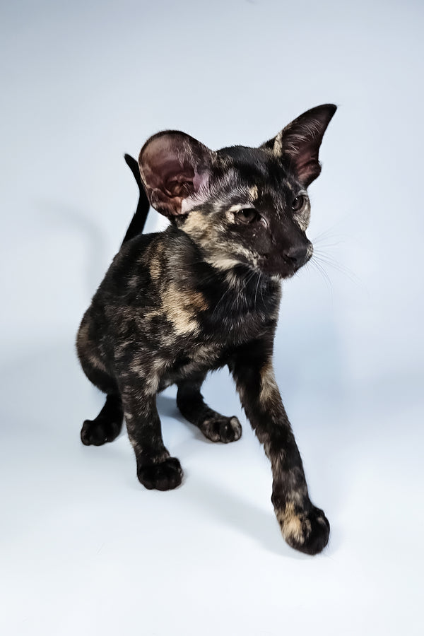 Melanka | Oriental Shorthair Kitten