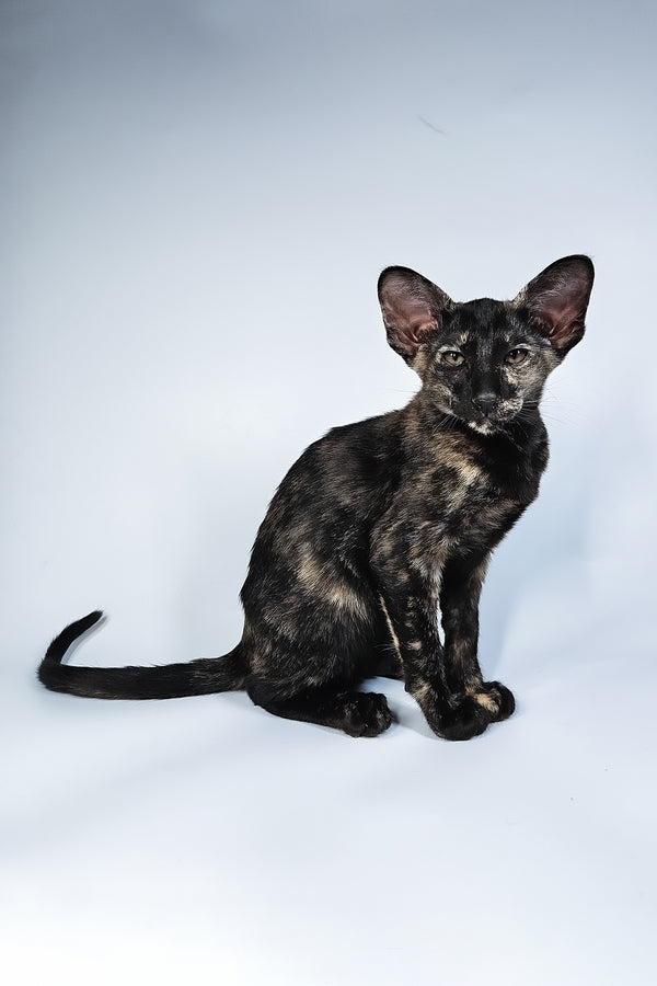 Melanka | Oriental Shorthair Kitten