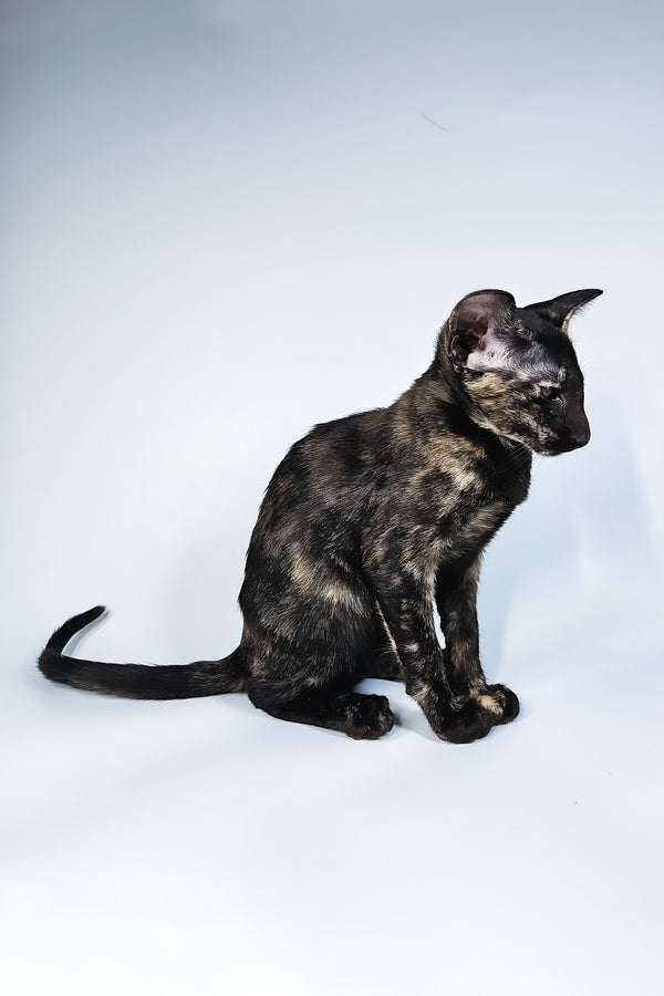 Melanka | Oriental Shorthair Kitten