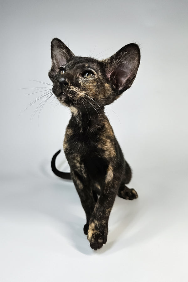 Melanka | Oriental Shorthair Kitten