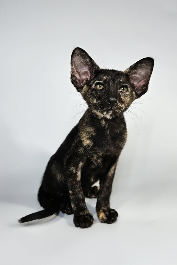 Melanka | Oriental Shorthair Kitten