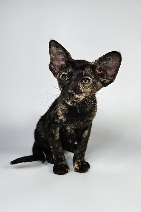 Melanka | Oriental Shorthair Kitten