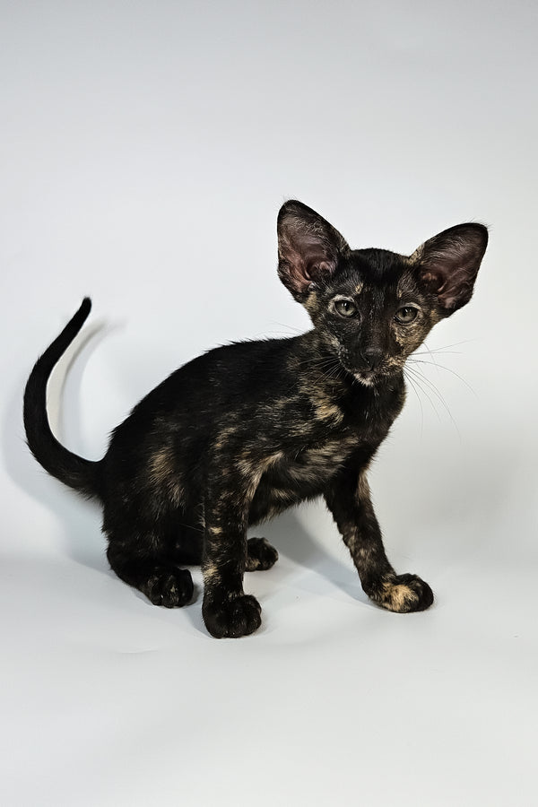 Melanka | Oriental Shorthair Kitten