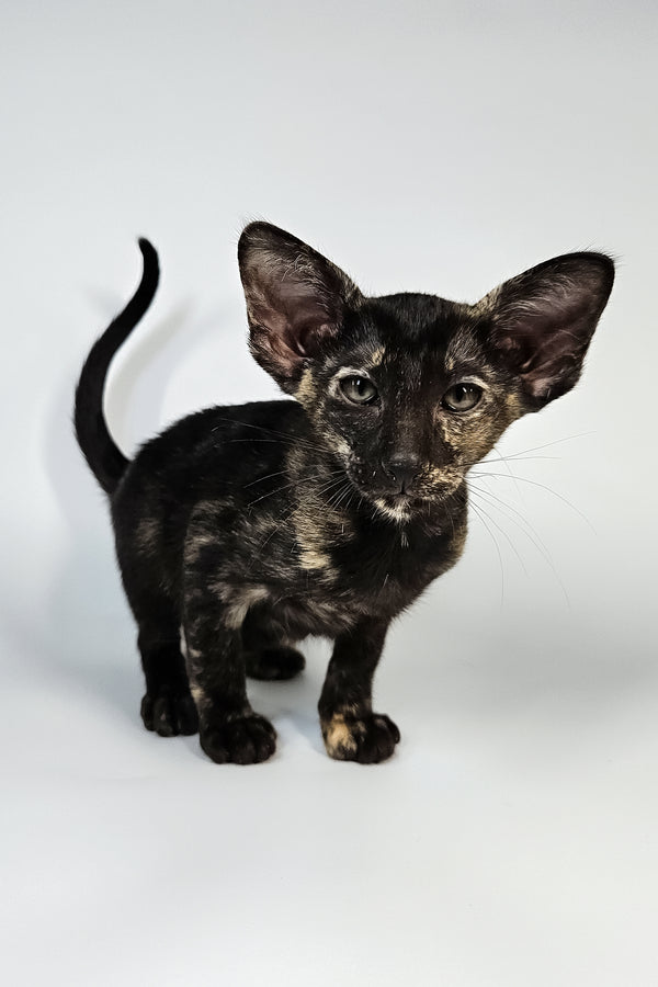 Melanka | Oriental Shorthair Kitten
