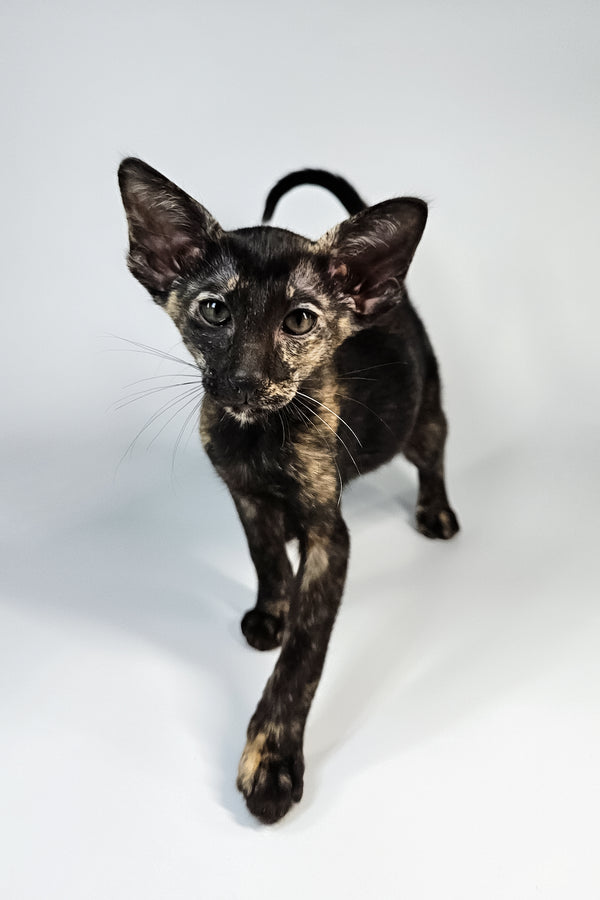 Melanka | Oriental Shorthair Kitten