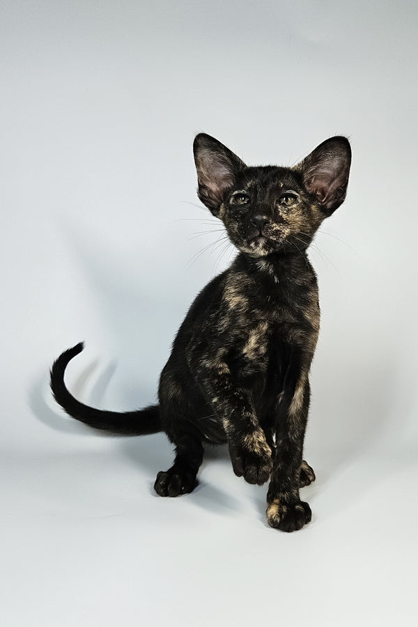Melanka | Oriental Shorthair Kitten