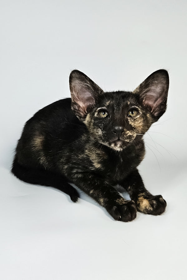 Melanka | Oriental Shorthair Kitten