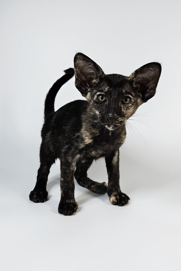 Melanka | Oriental Shorthair Kitten