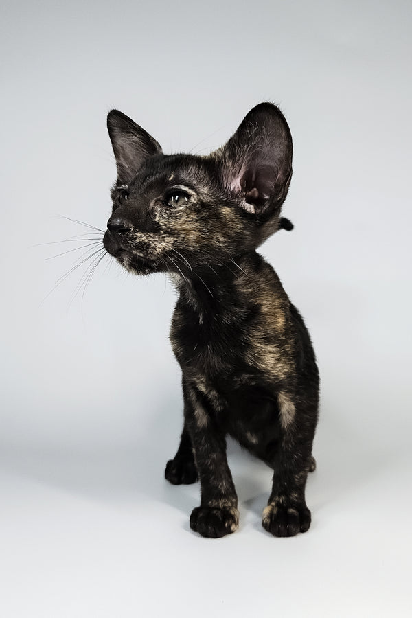 Melanka | Oriental Shorthair Kitten