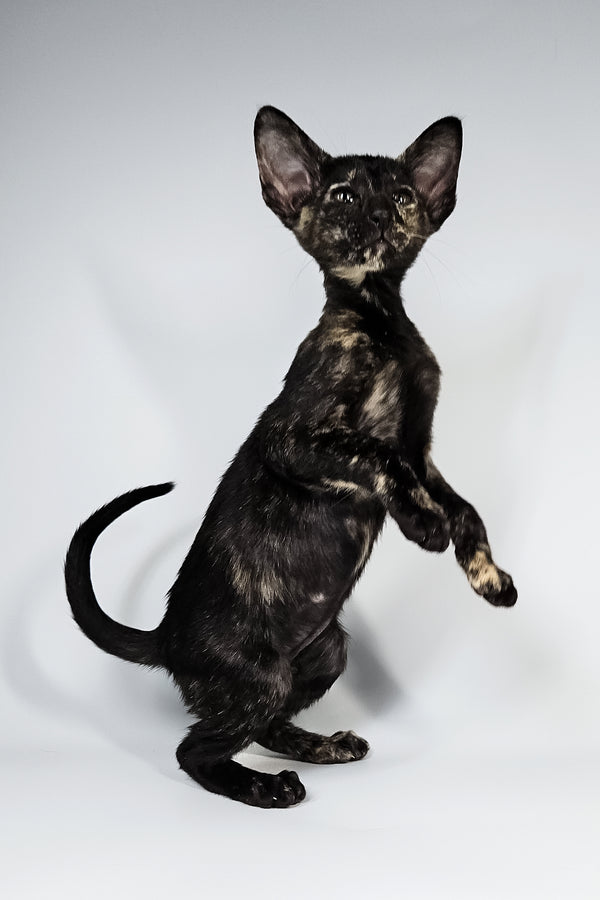 Melanka | Oriental Shorthair Kitten