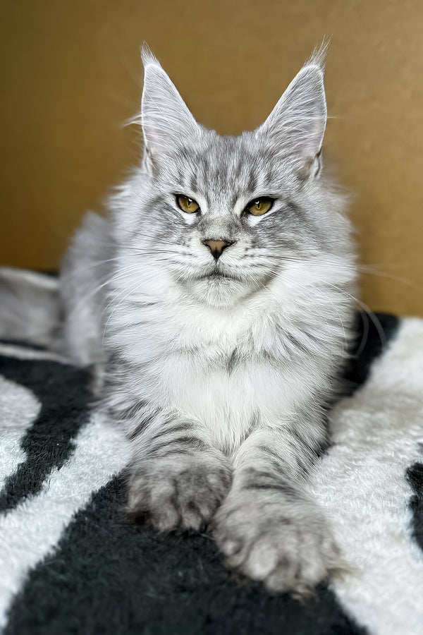 Milanija | Maine Coon Kitten
