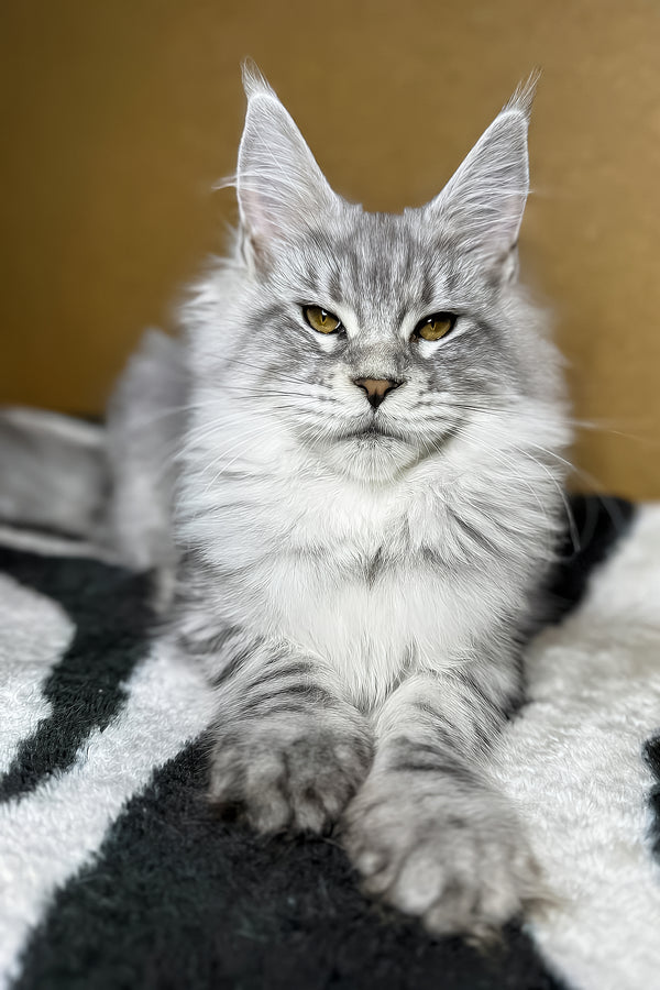 Milanija | Maine Coon Kitten