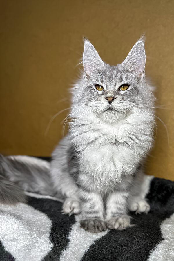 Milanija | Maine Coon Kitten