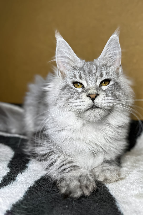 Milanija | Maine Coon Kitten