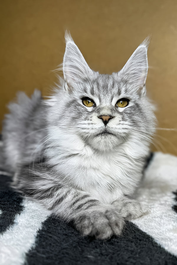 Milanija | Maine Coon Kitten