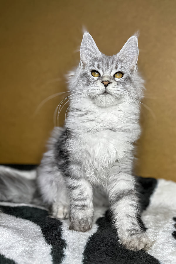 Milanija | Maine Coon Kitten