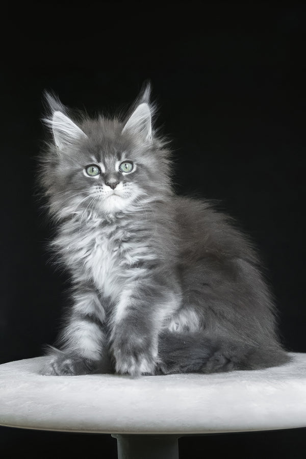 Molnia | Maine Coon Kitten