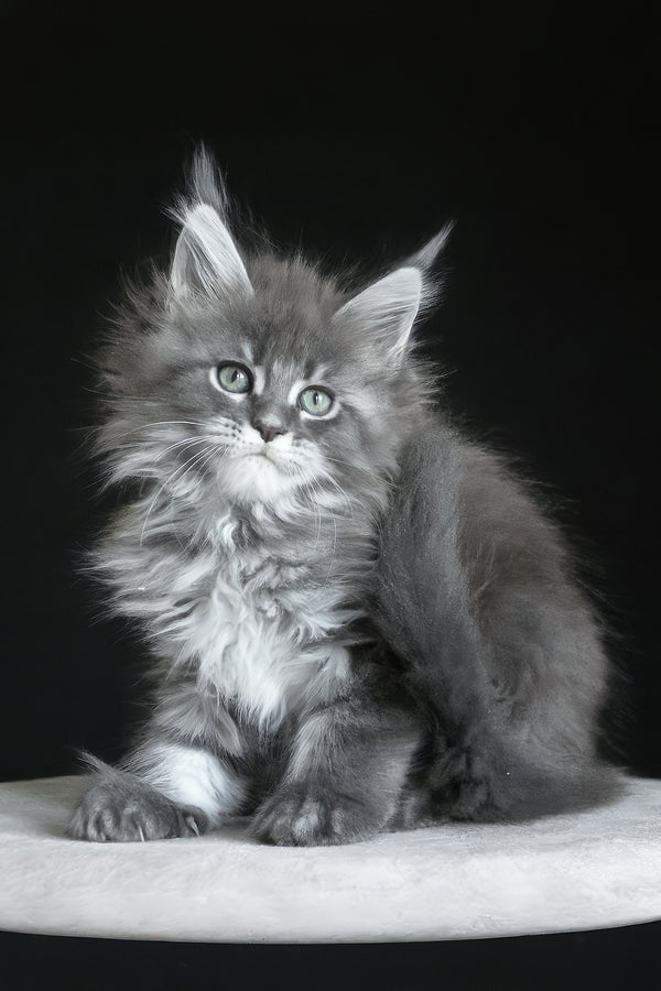Molnia | Maine Coon Kitten
